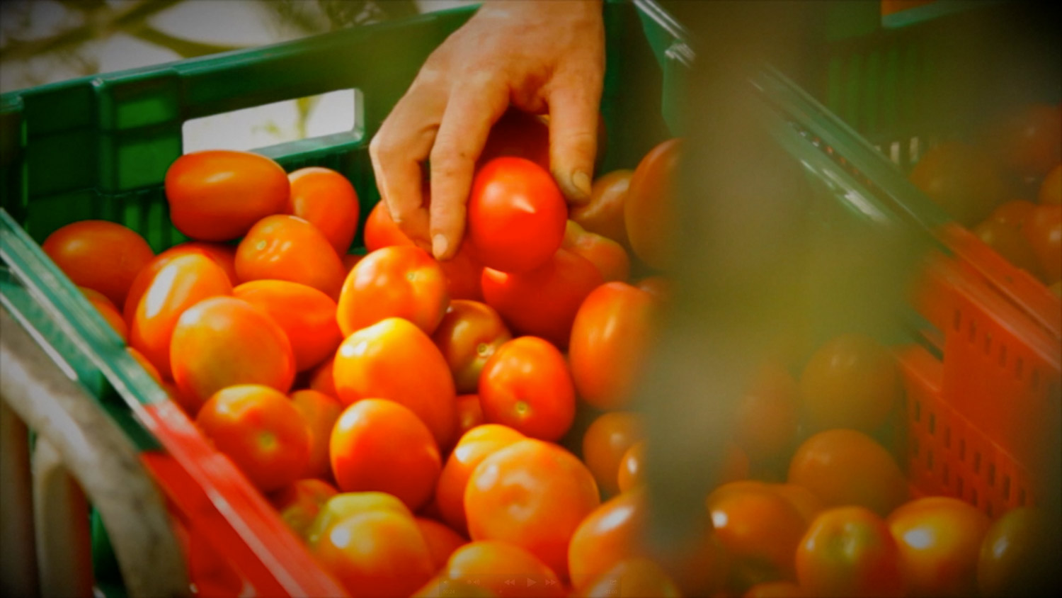 tomate-rouge